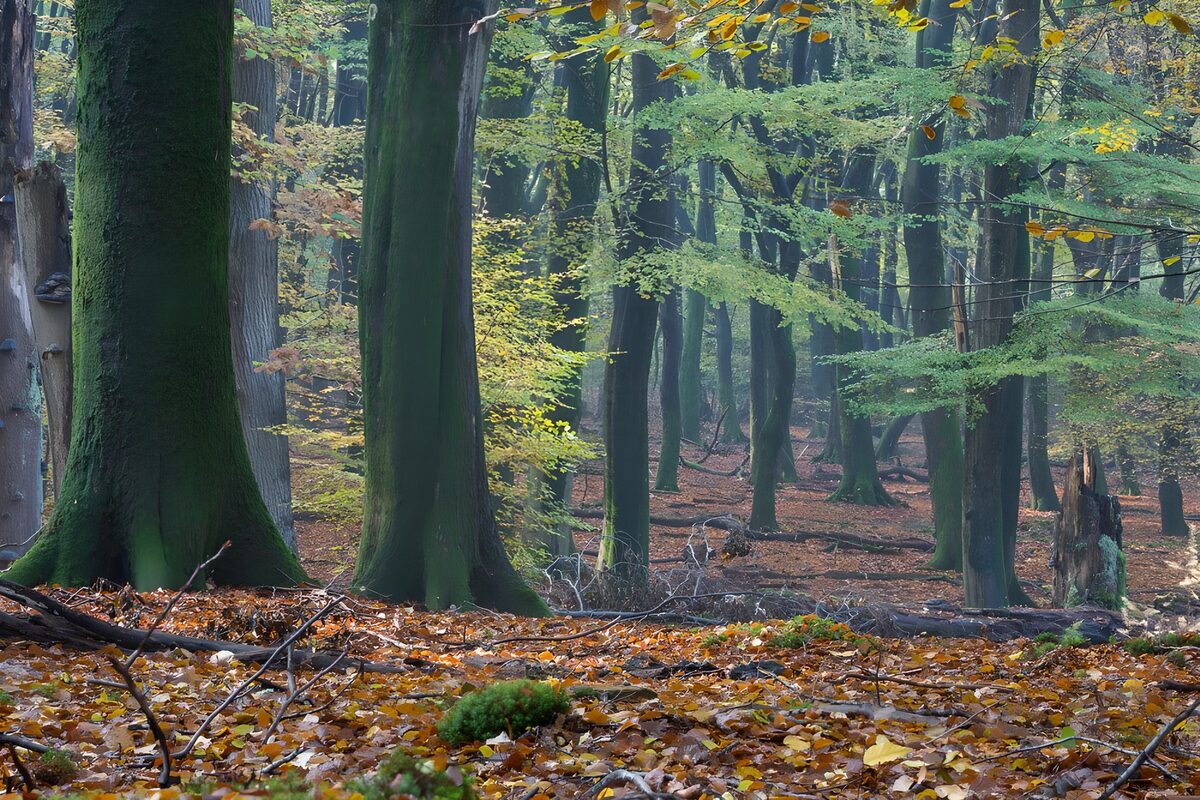 Herfstbos met donkere stammen