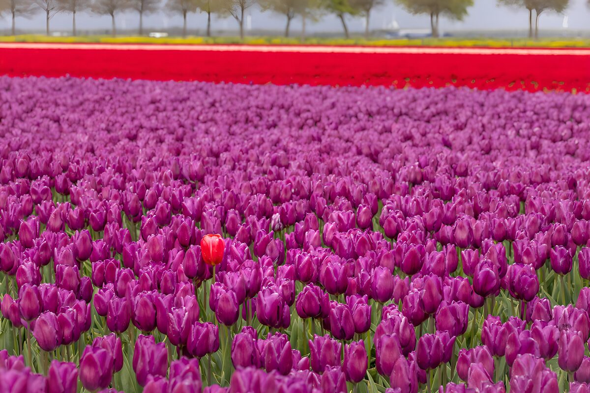 Paars tulpenveld met een rode blikvanger
