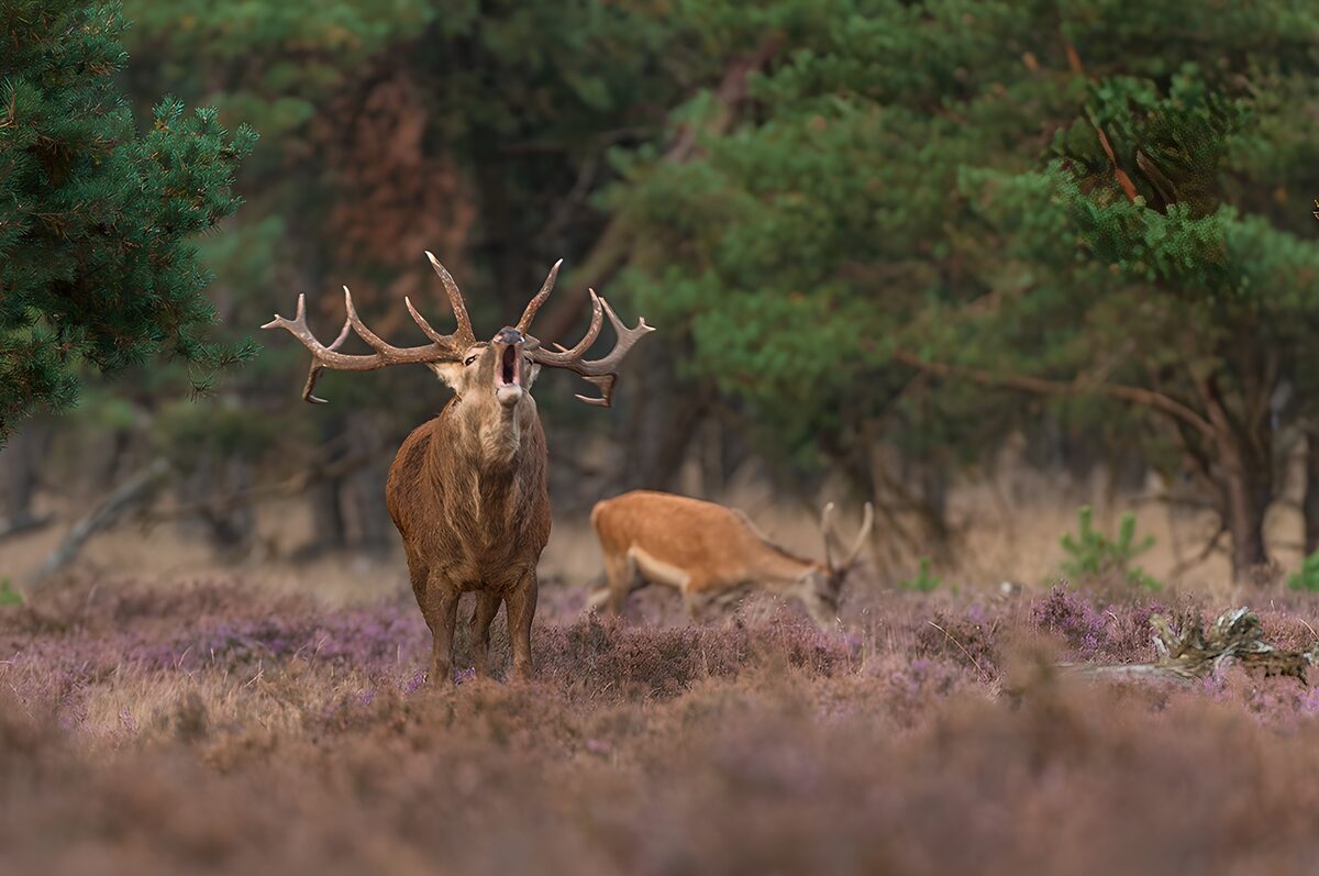 Brullend edelhert tussen de paarse heide