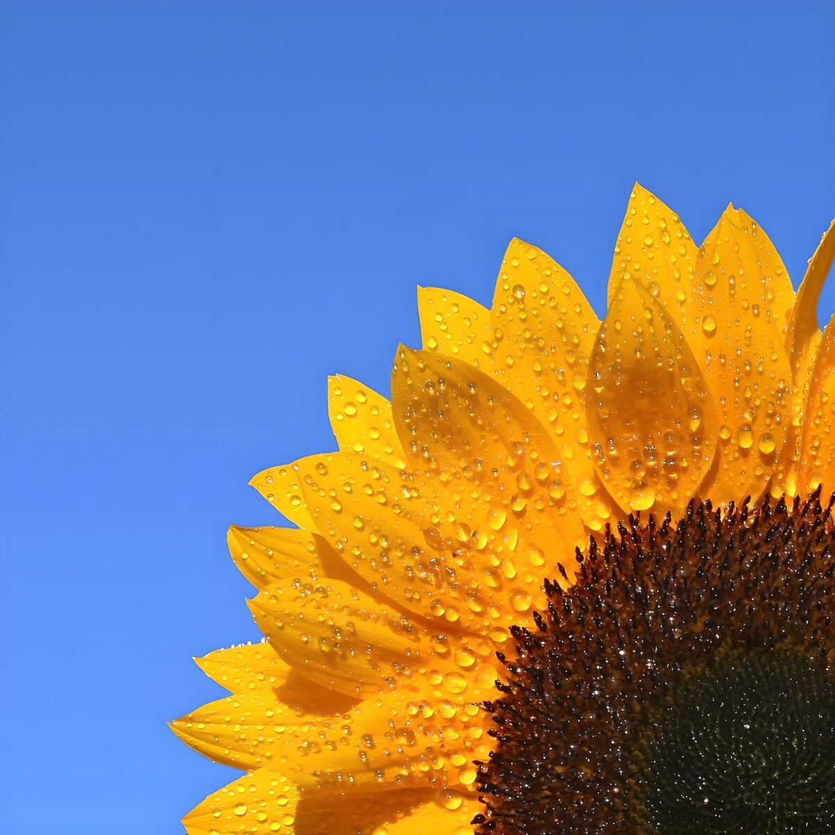 Zonnebloem met druppels onder blauwe lucht