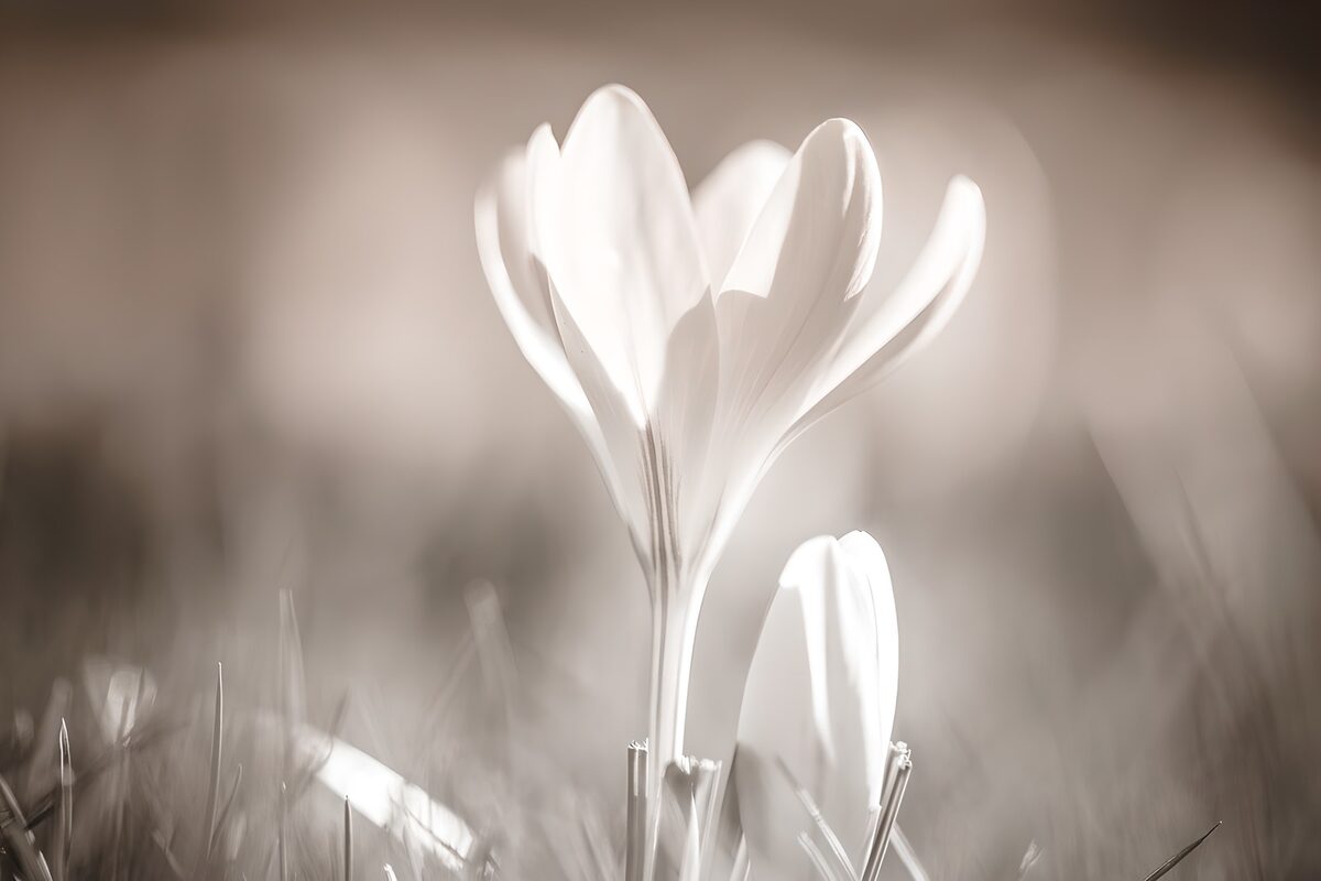 Witte krokus in zacht licht