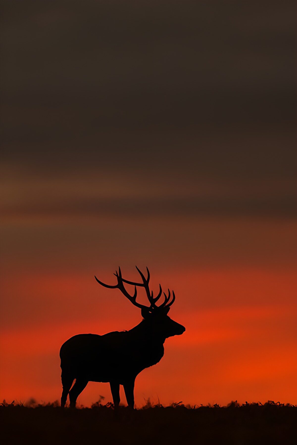 Hert in silhouet bij zonsondergang