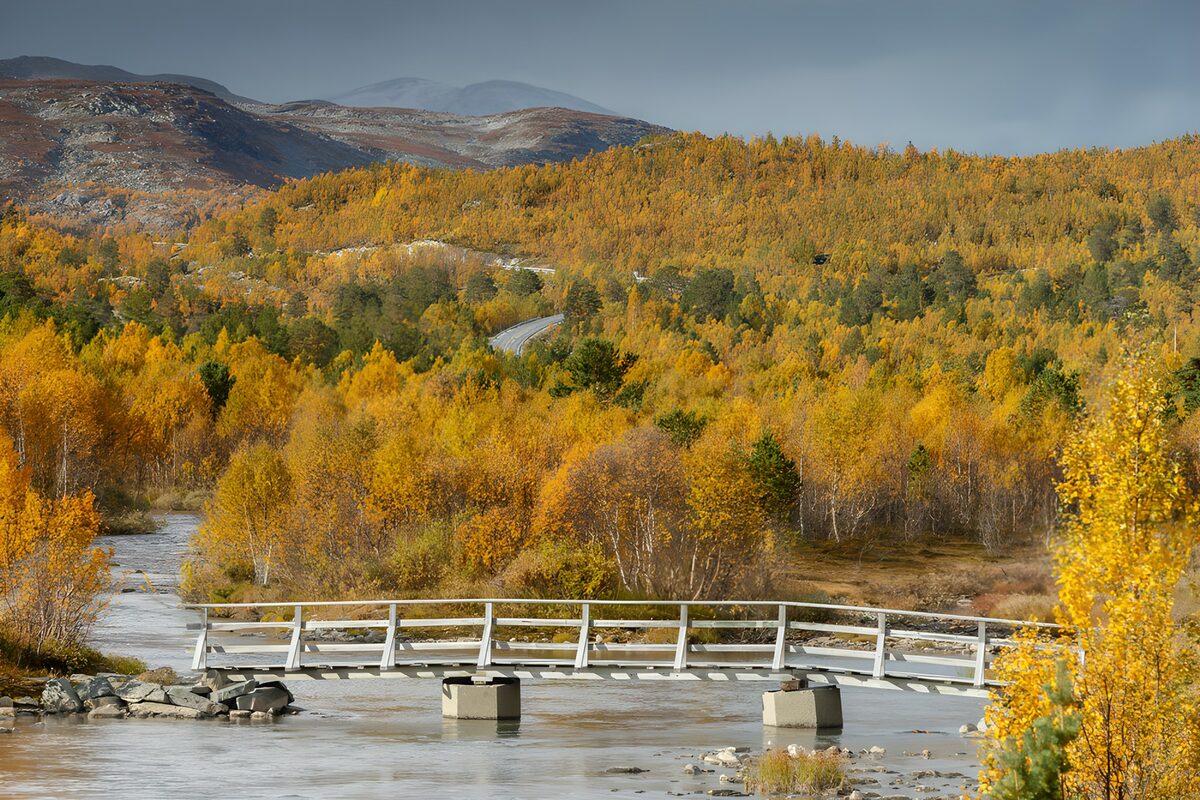 Wandelbrug tussen gouden herfstbomen