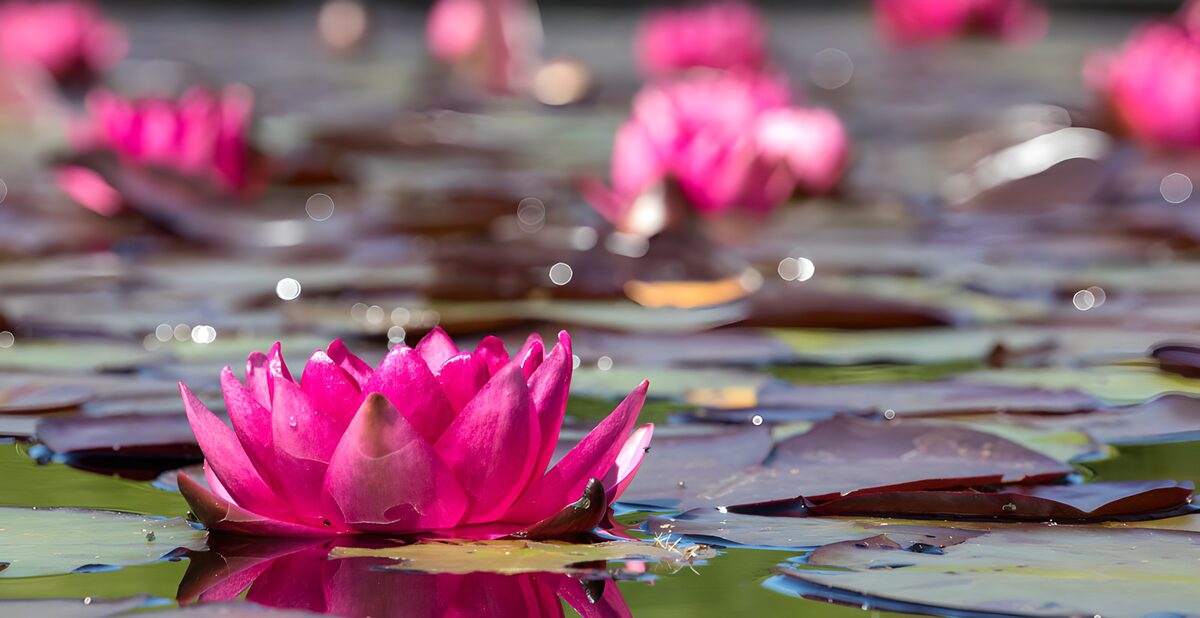 Waterlelie als roze gloed op het water