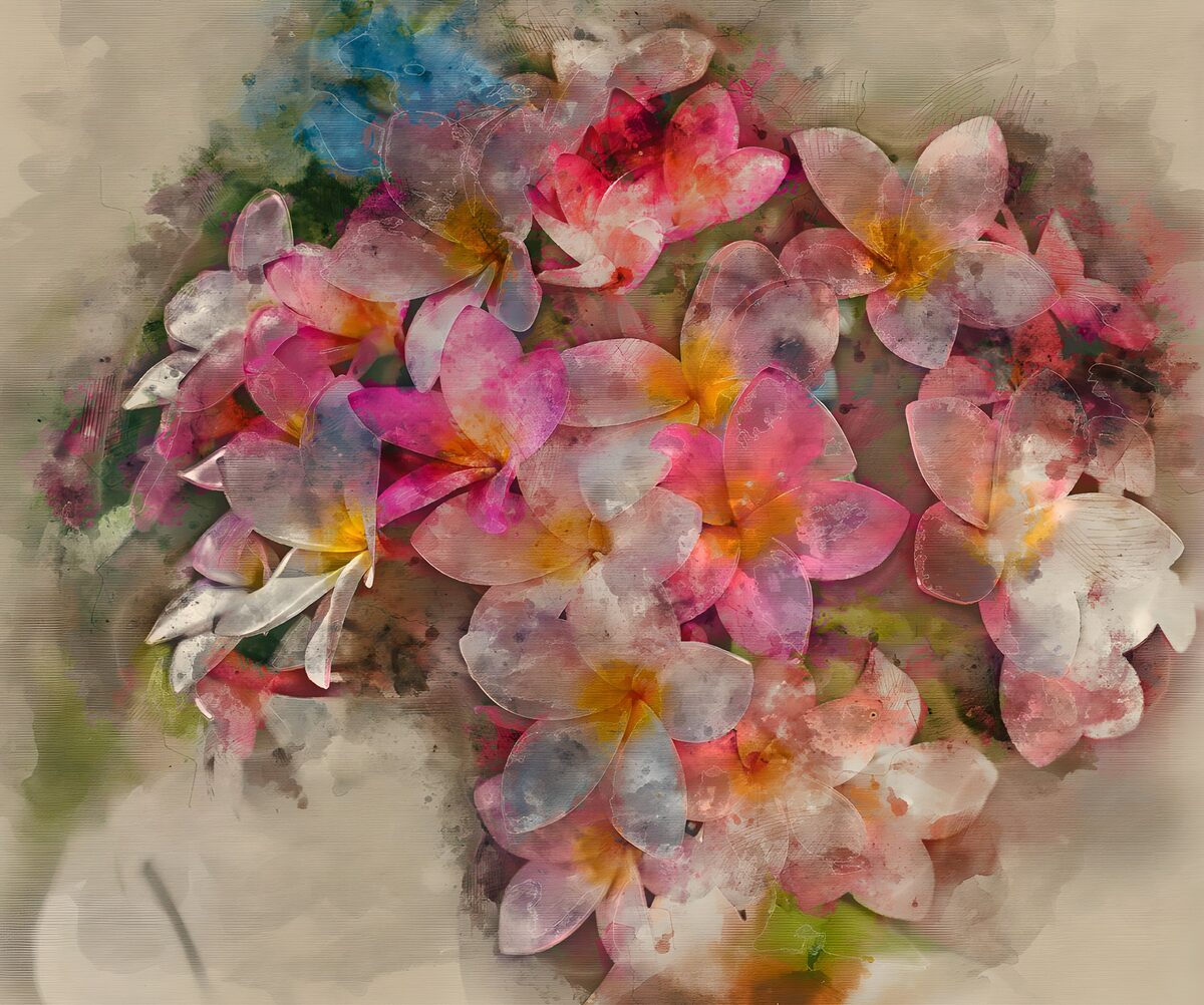 Roze en witte frangipani in zachte tinten