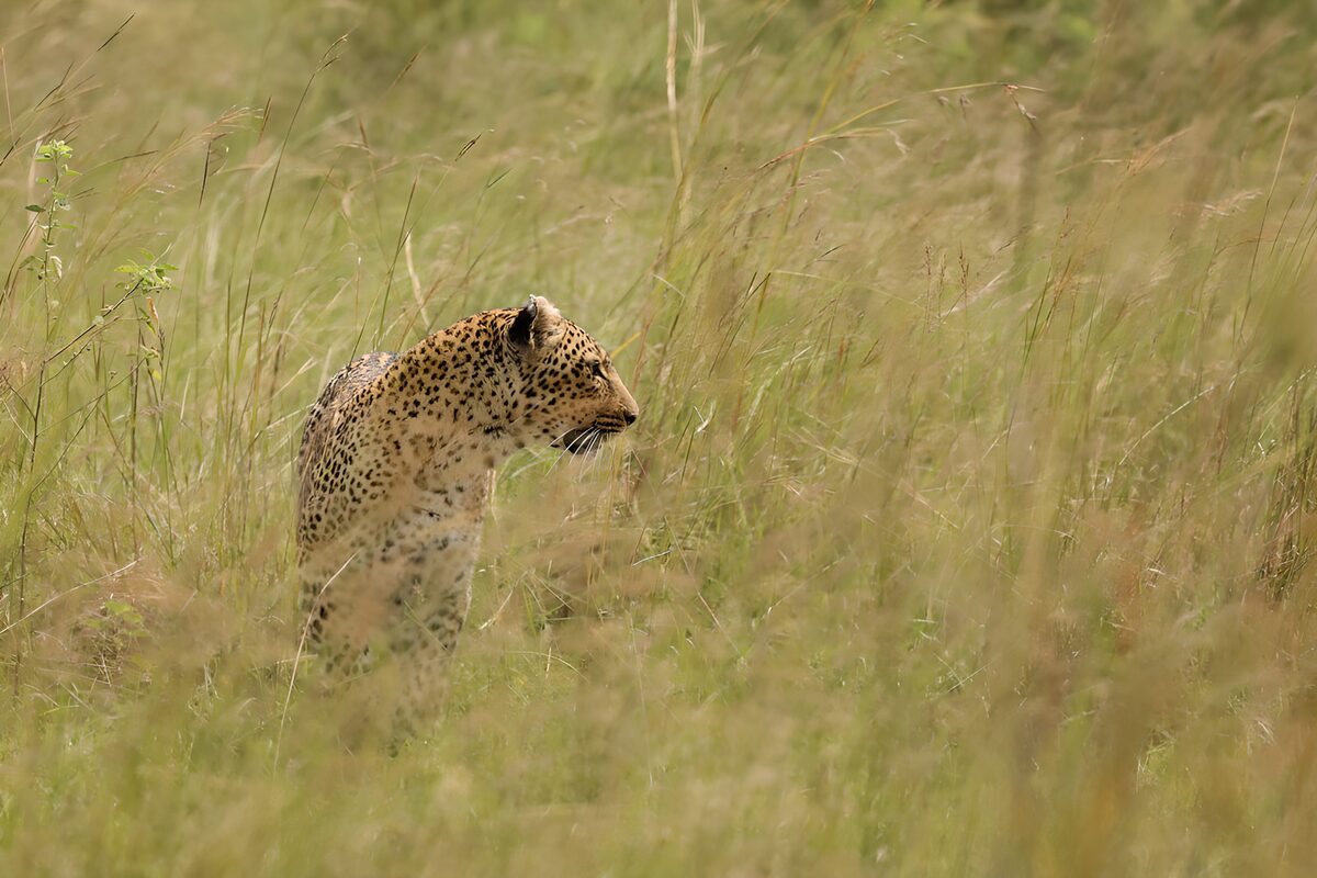 Luipaard in het hoge gras