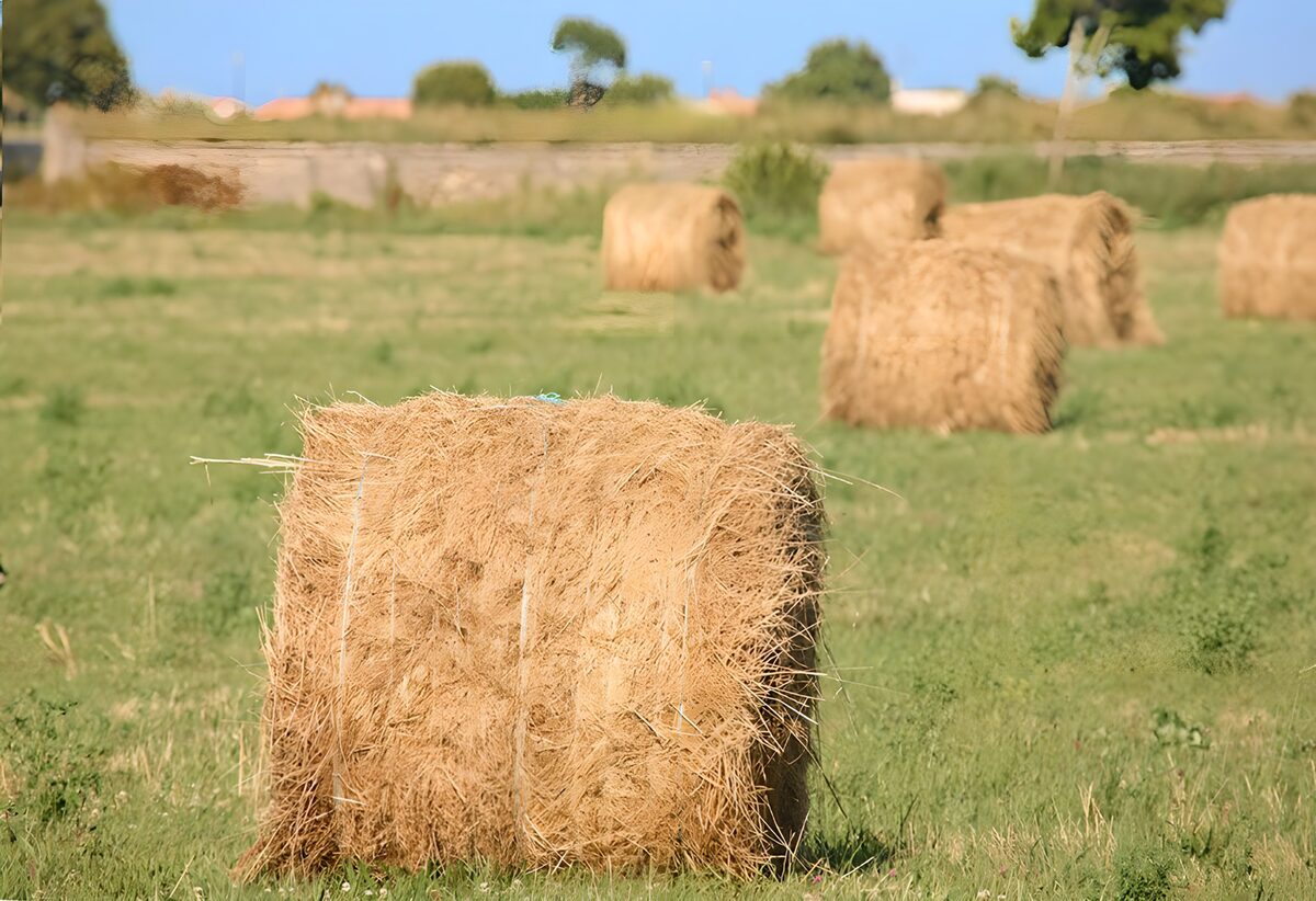 Rechthoekige hooibalen in de zon
