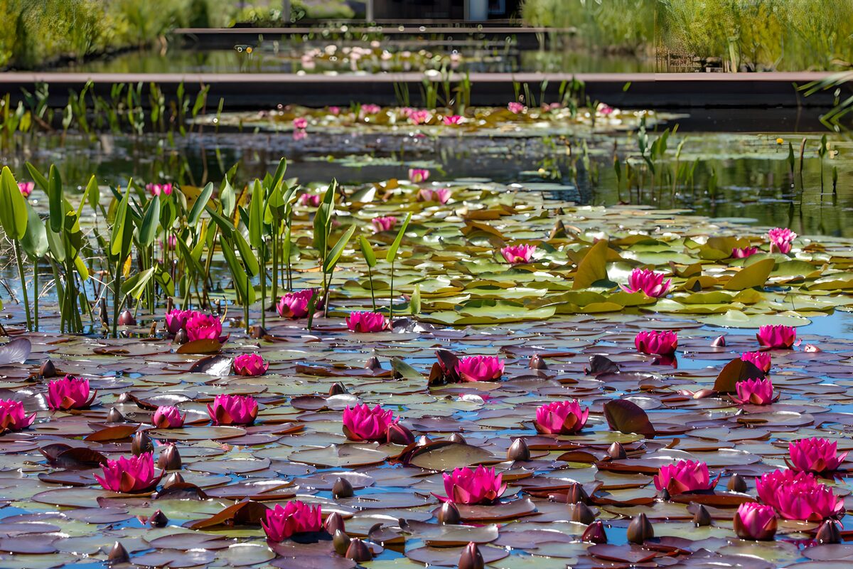 Roze waterlelies in de zon