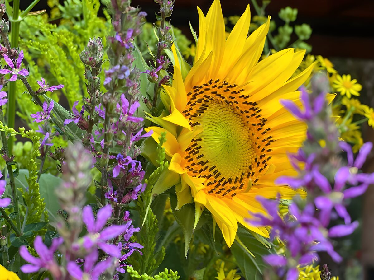 Zonnebloem tussen paarse bloemen