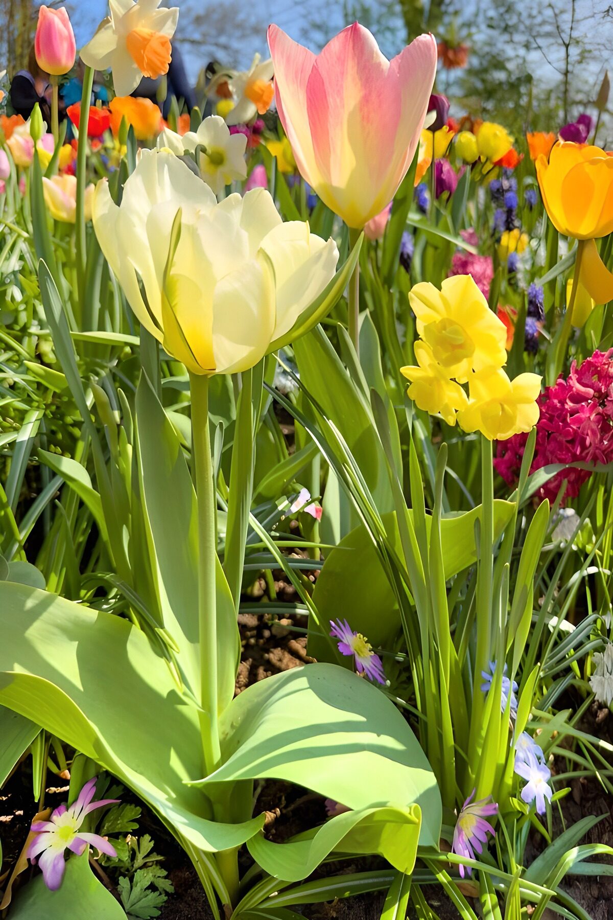 Roze en witte tulpen in de lentezon