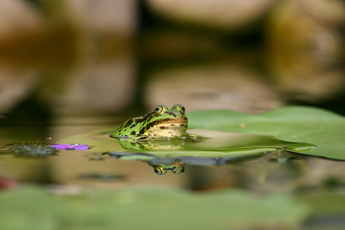 Groene kikker tussen de leliebladen