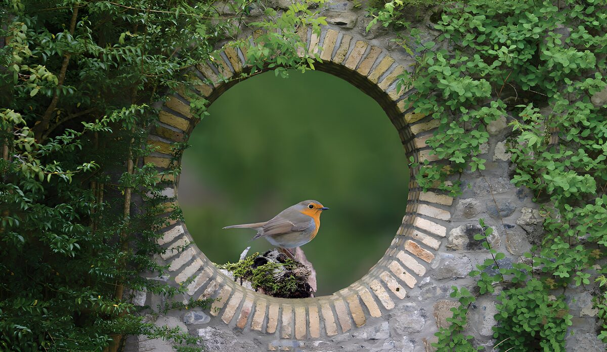 Roodborstje in een groen omlijst muurvenster