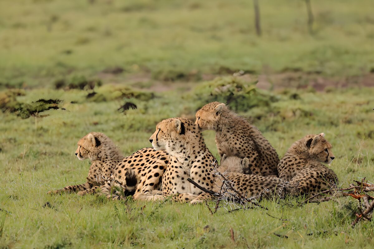 Een cheeta met vier welpen in het gras