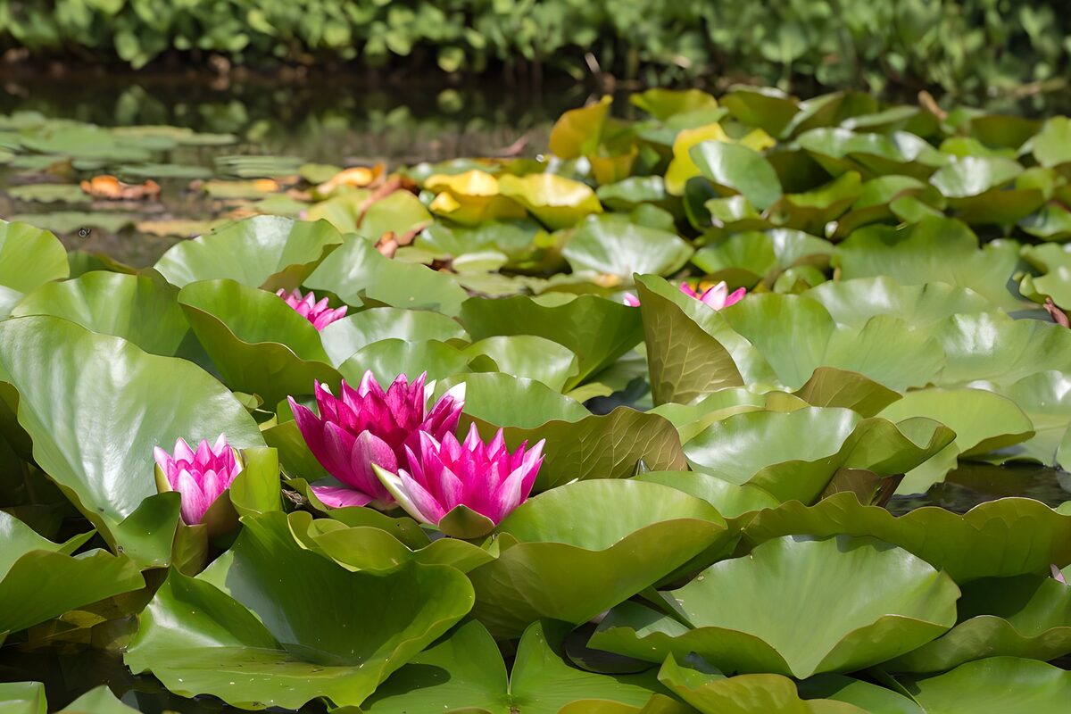Roze waterlelies in het zonlicht
