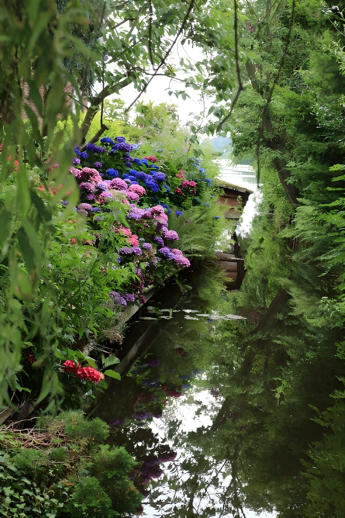 Hortensia’s langs spiegelend tuinwater