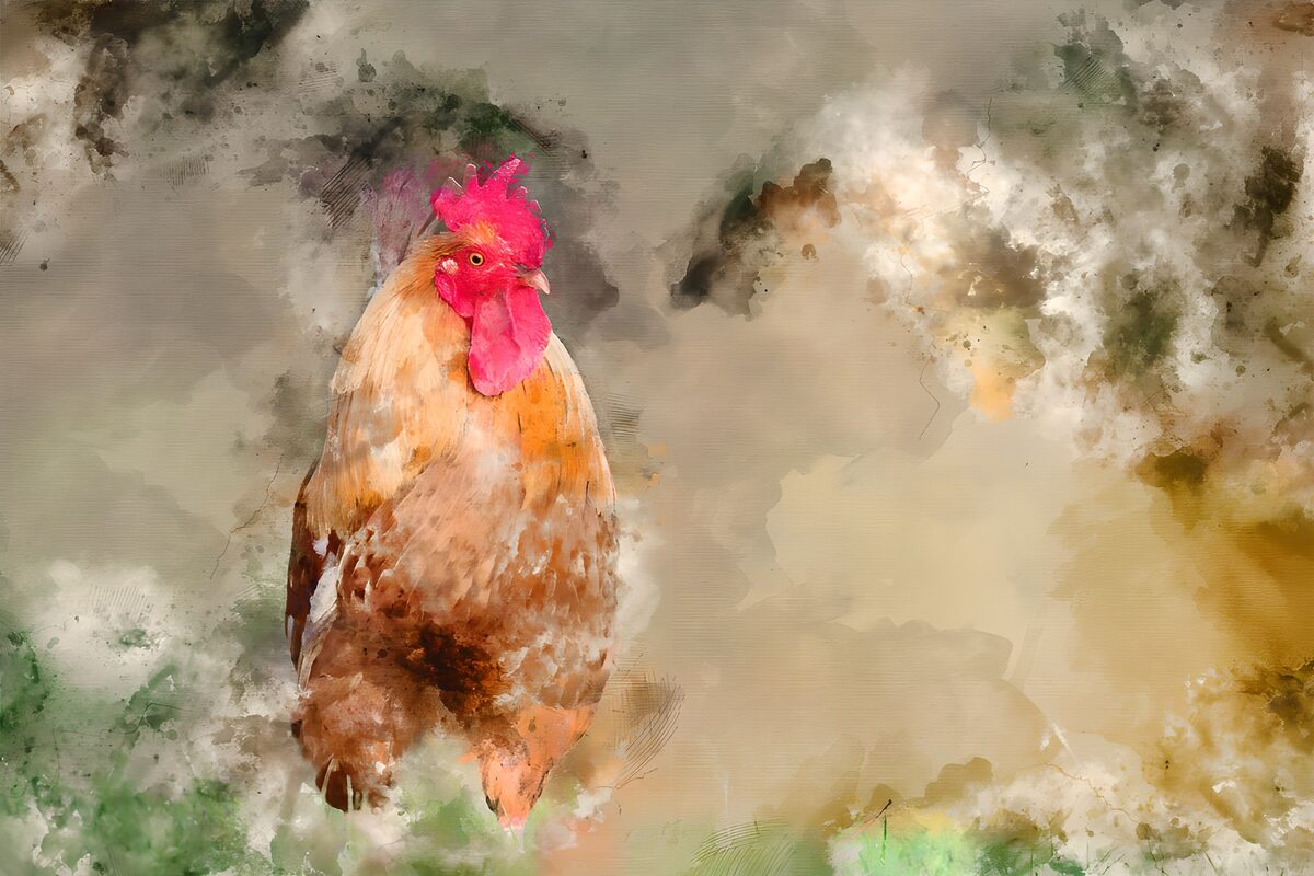 Haan in warme aquareltinten