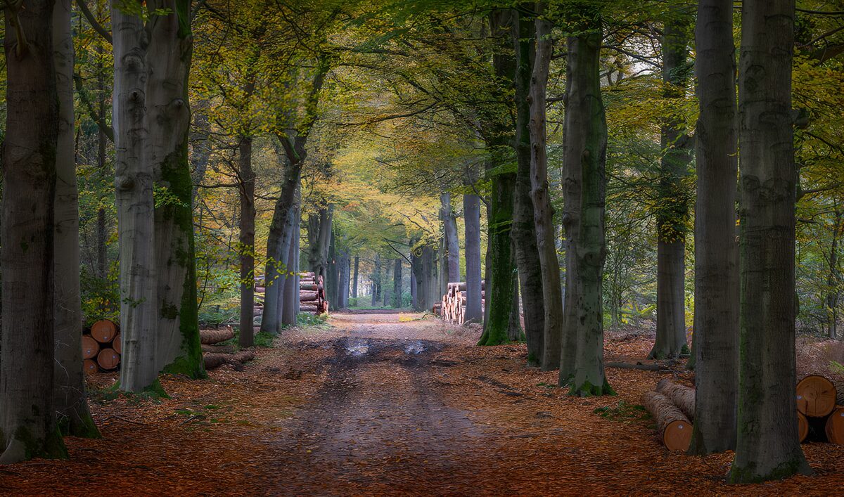 Herfstlaan met houtstapels