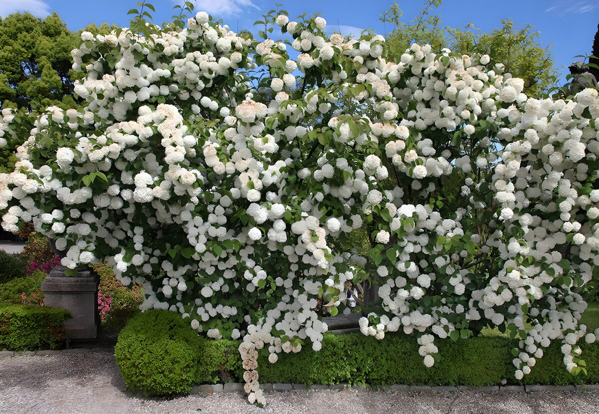 Witte bloemen aan een uitbundige struik
