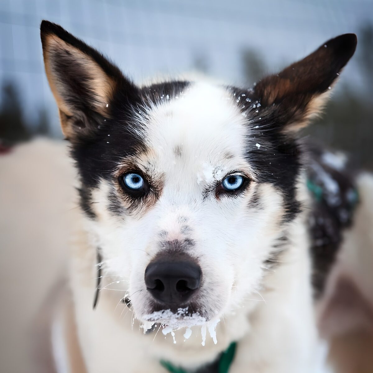 Husky met blauwe ogen in de sneeuw