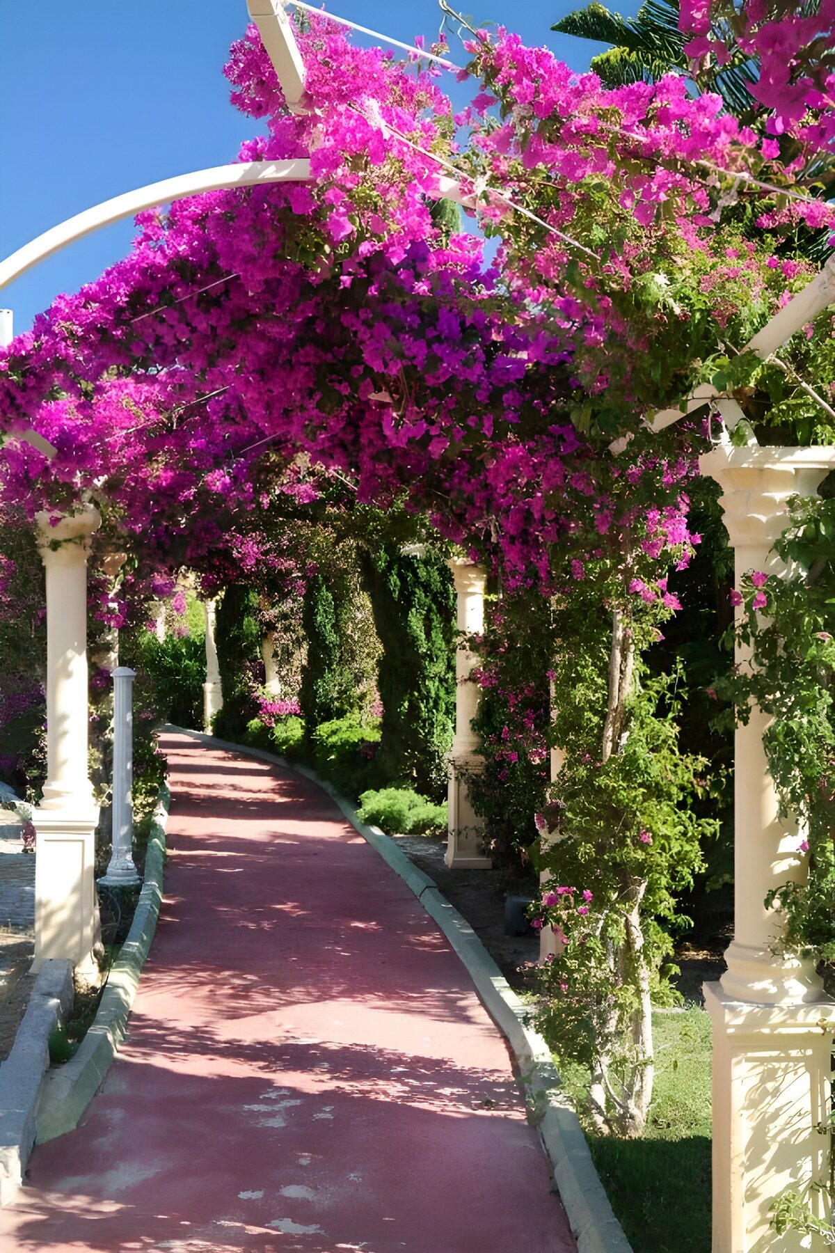 Tuinpad onder roze bougainvillea