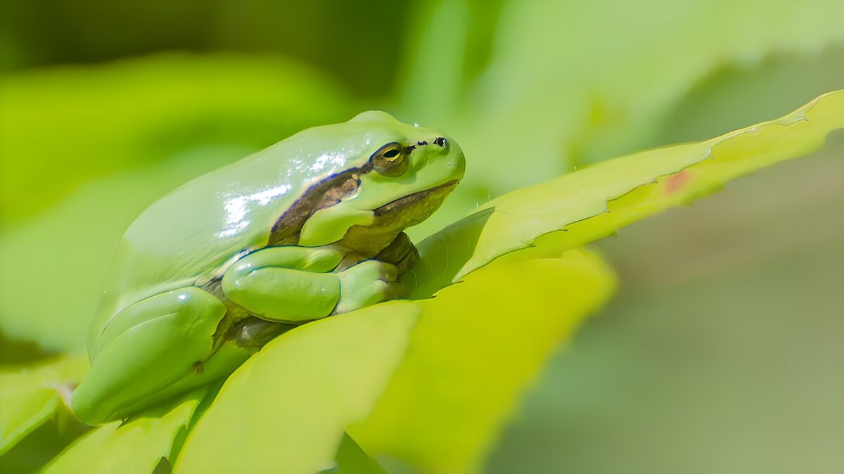 Groene kikker tussen lichte bladeren
