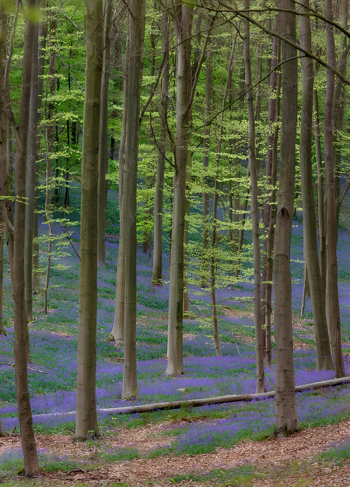 Blauwe golven tussen de beuken