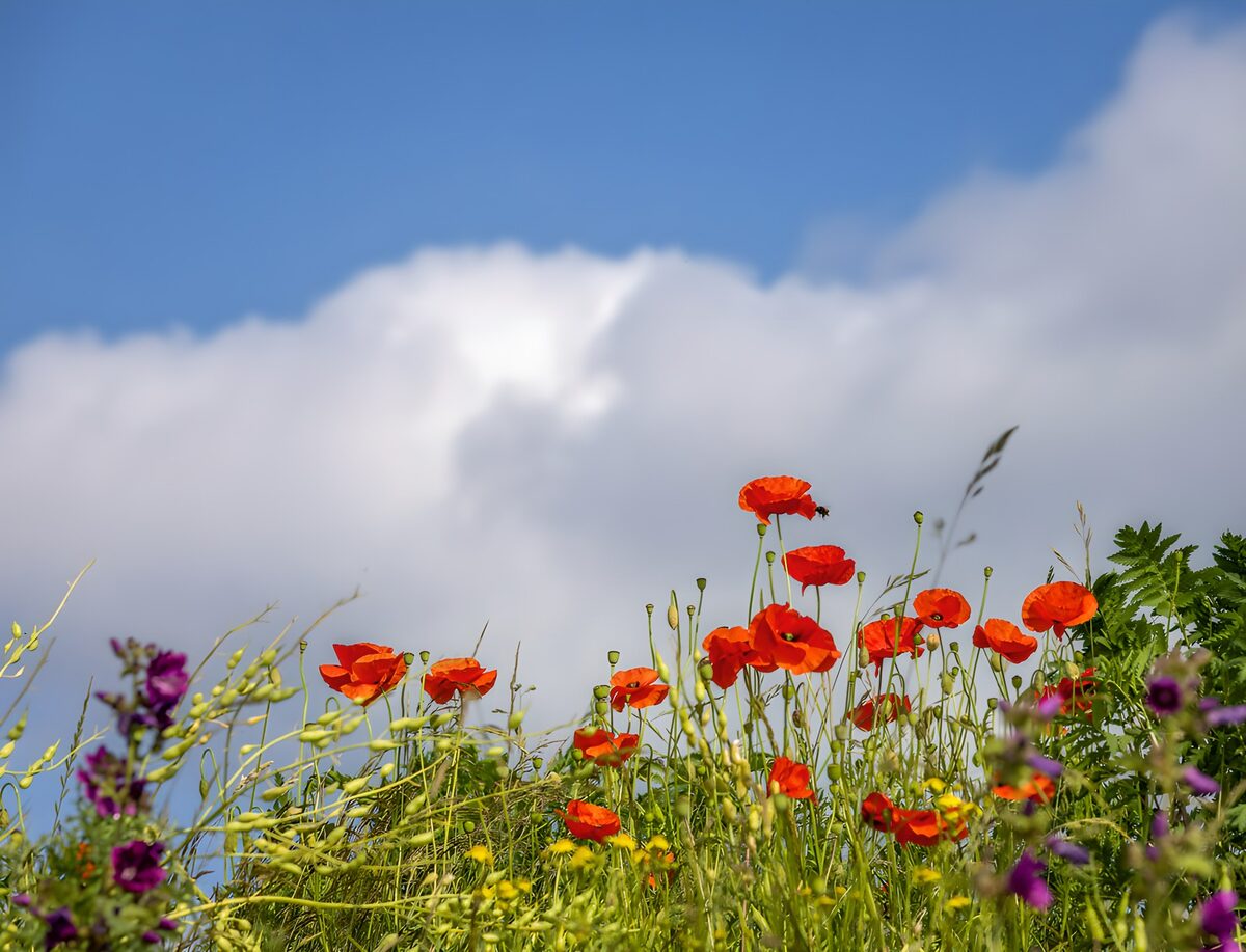 Klaprozen reiken naar de wolken