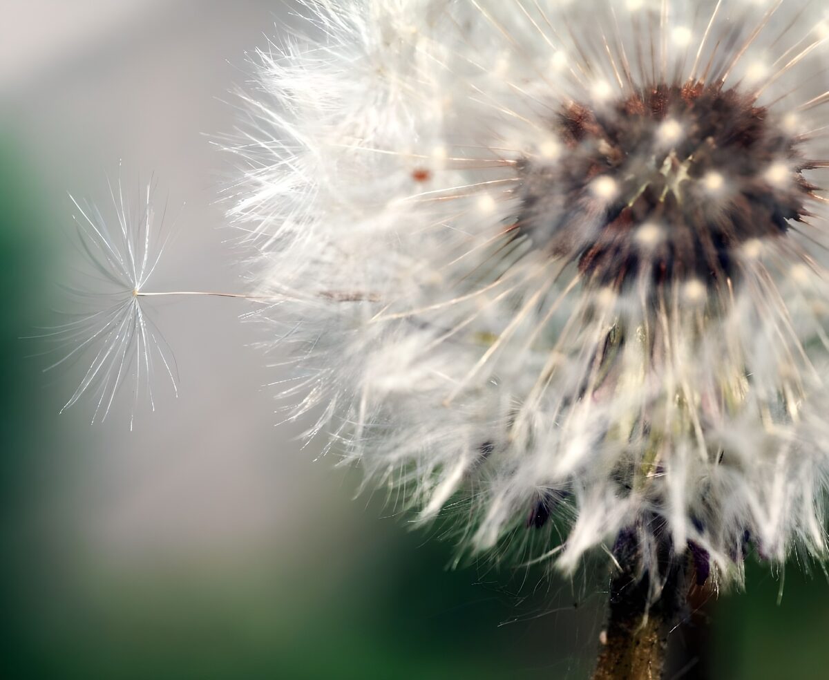 Paardenbloempluis in zacht licht