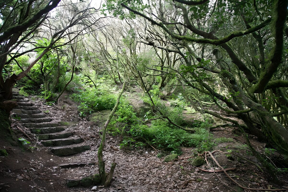 Stenen trap door het stille bos
