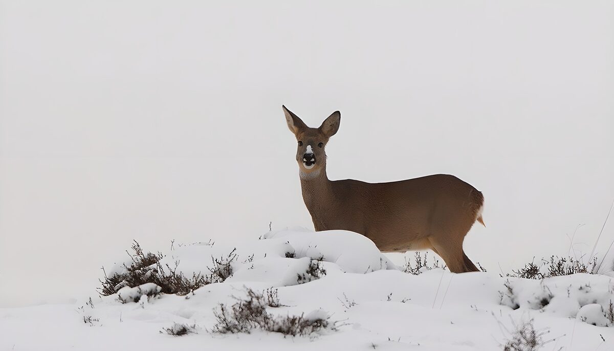 Ree tussen besneeuwde struiken