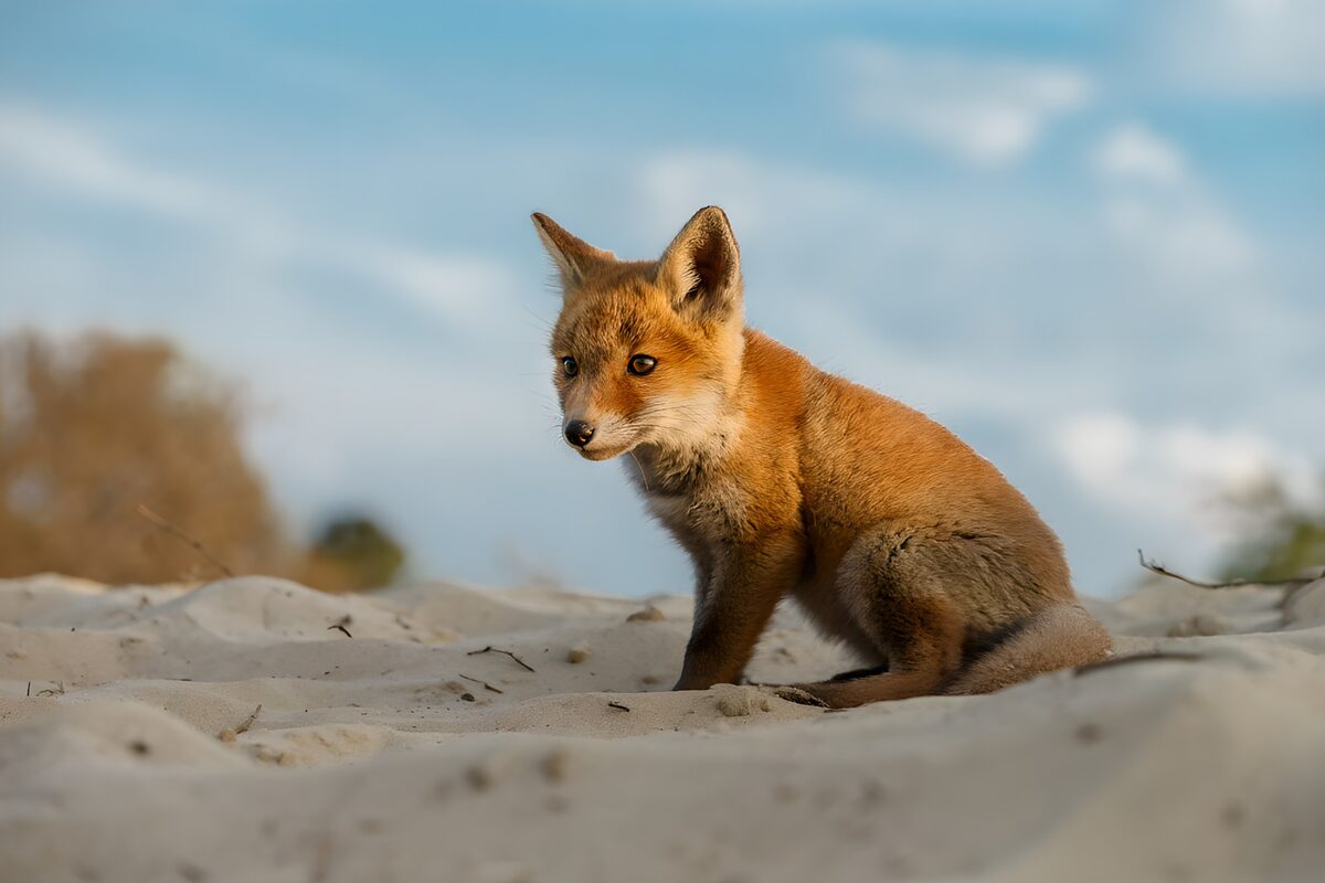Jonge vos op het zand