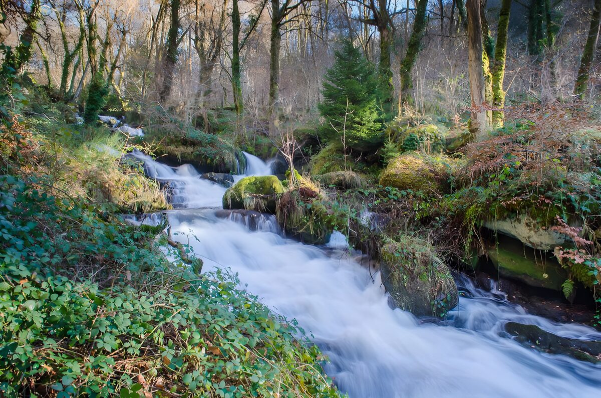 Witte waterlinten door het groene bos