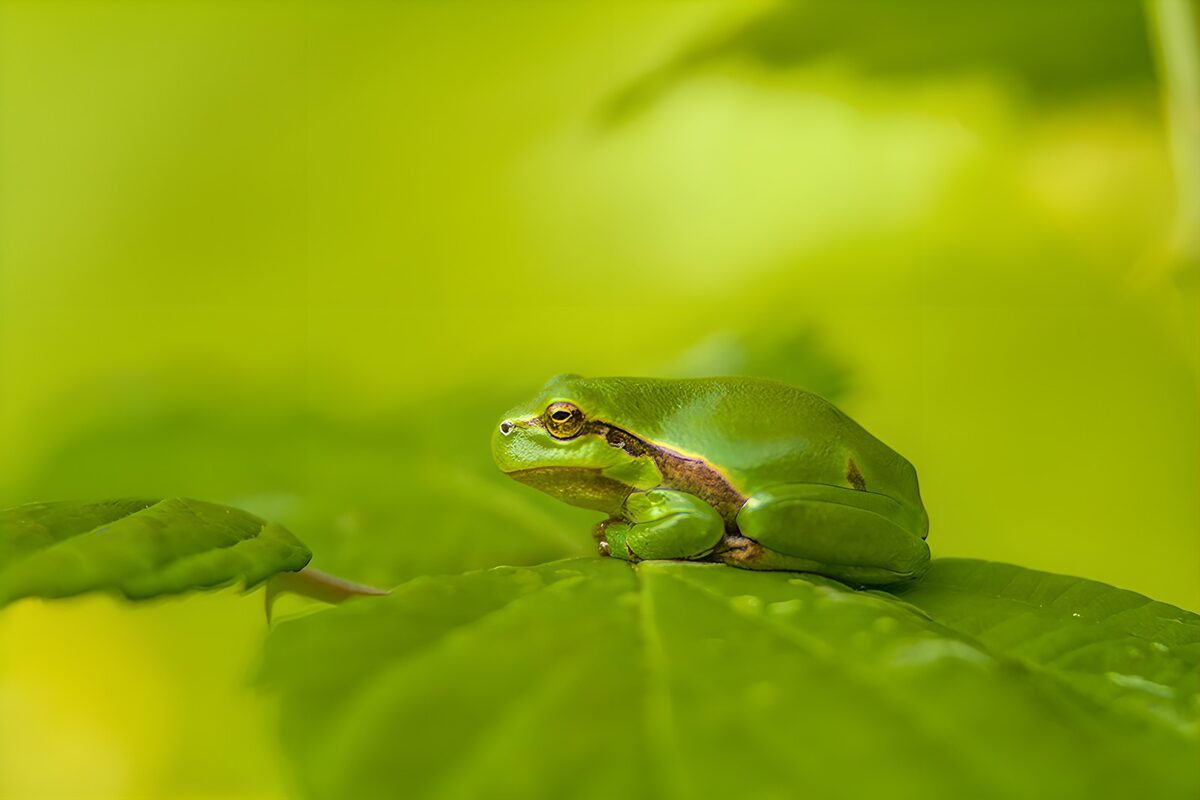 Groene kikker op een breed blad