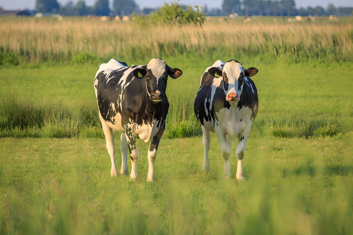 Twee koeien in het zachte weidelicht