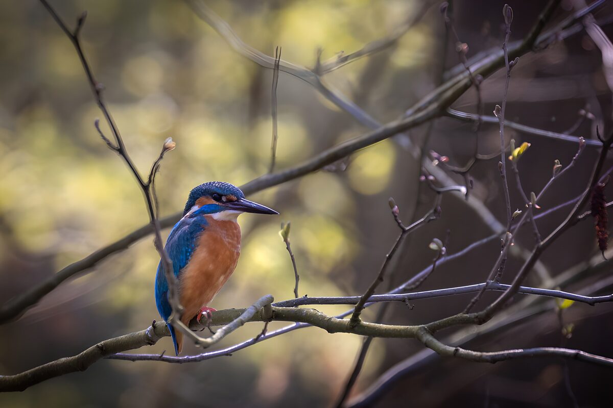 Blauw-oranje ijsvogel op een tak