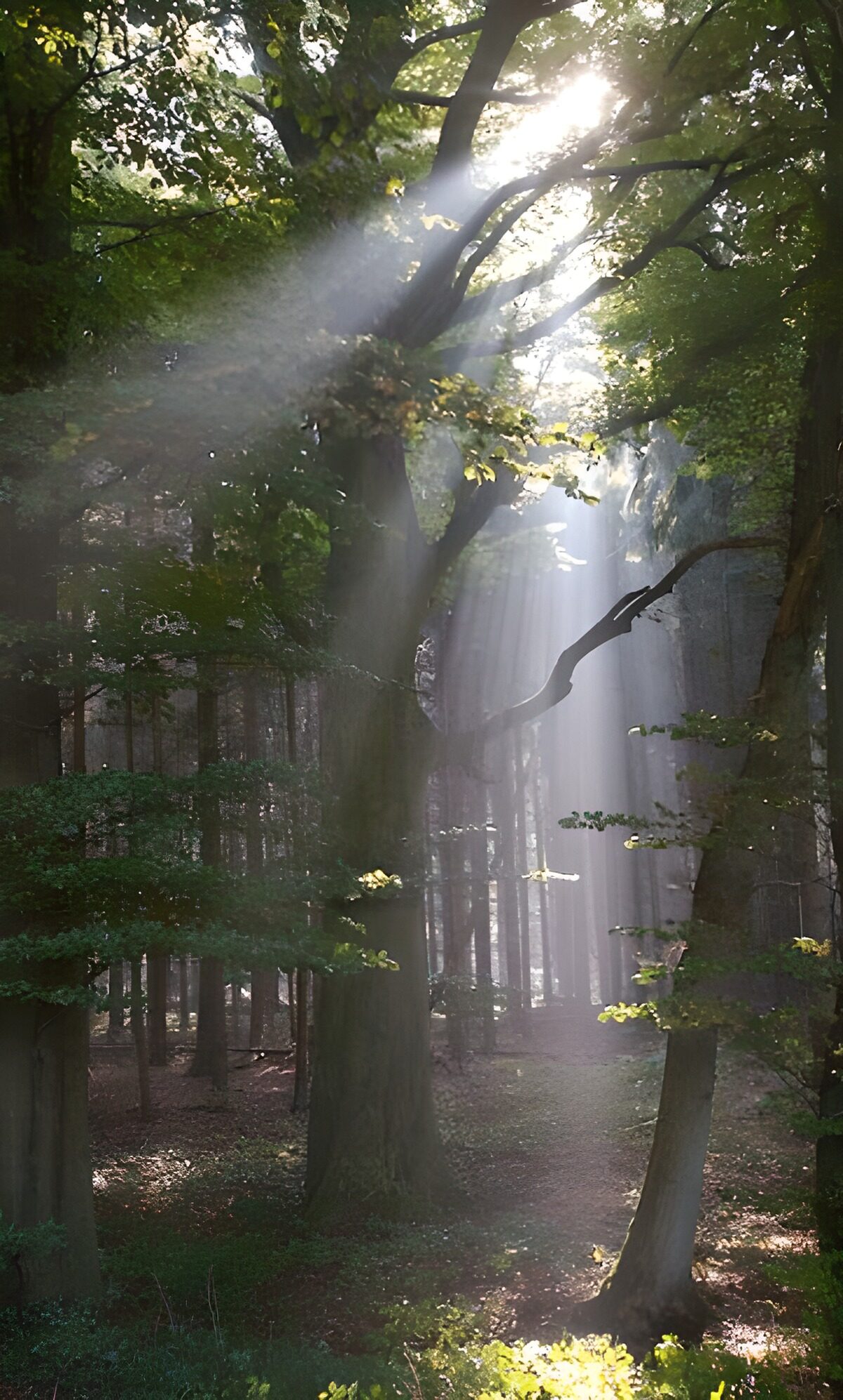 Bospad met zonnestralen