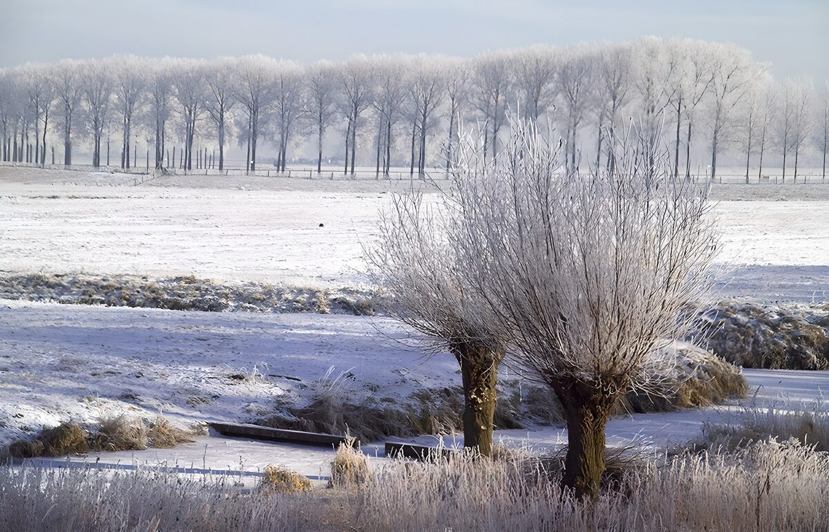 Twee berijpte knotbomen langs de sloot