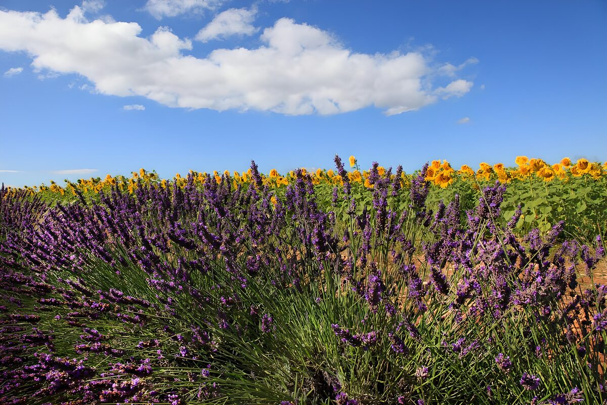 Lavendel en zonnebloemen in de zon