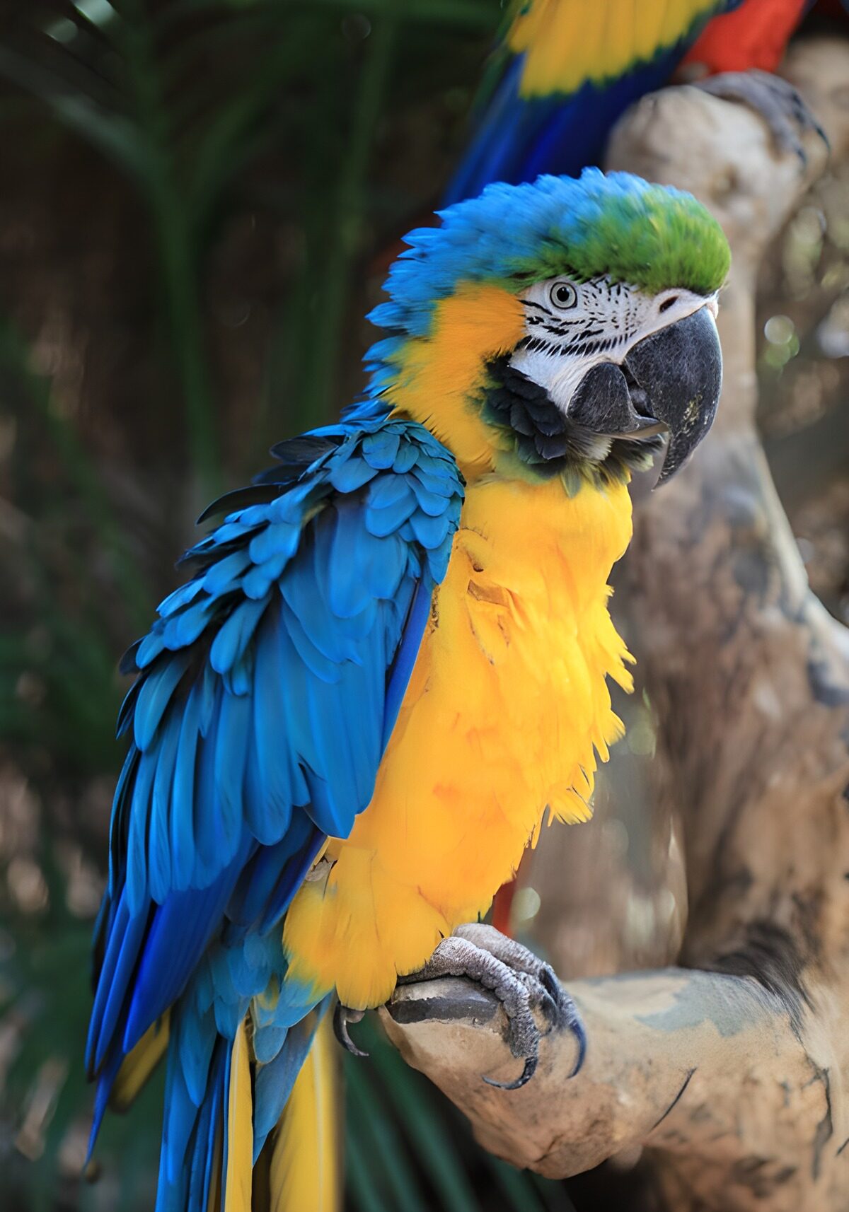 Blauwgele ara op een tak
