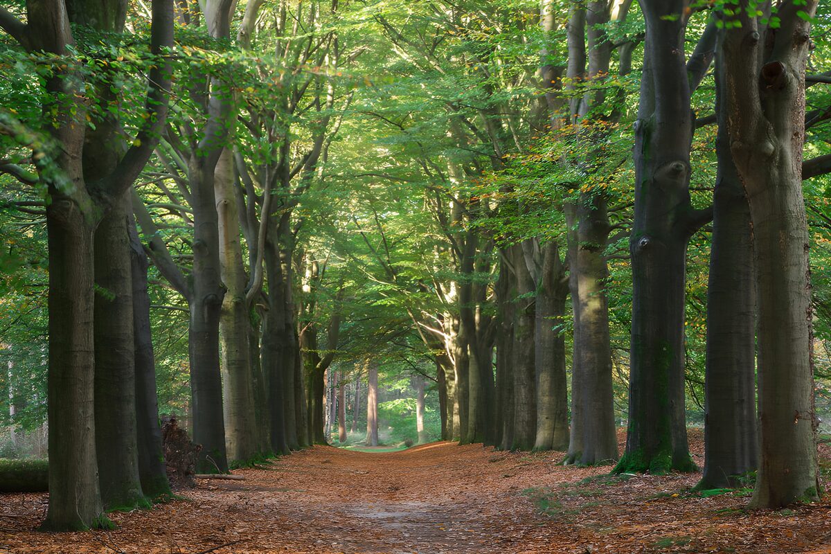 Beukenlaan met een tapijt van bladeren