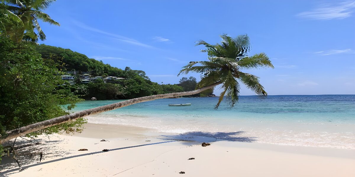 Tropisch strand met schuine palm
