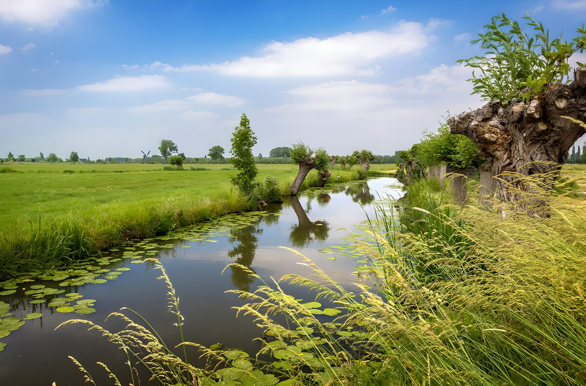 Poldersloot met knotwilgen en waterlelies
