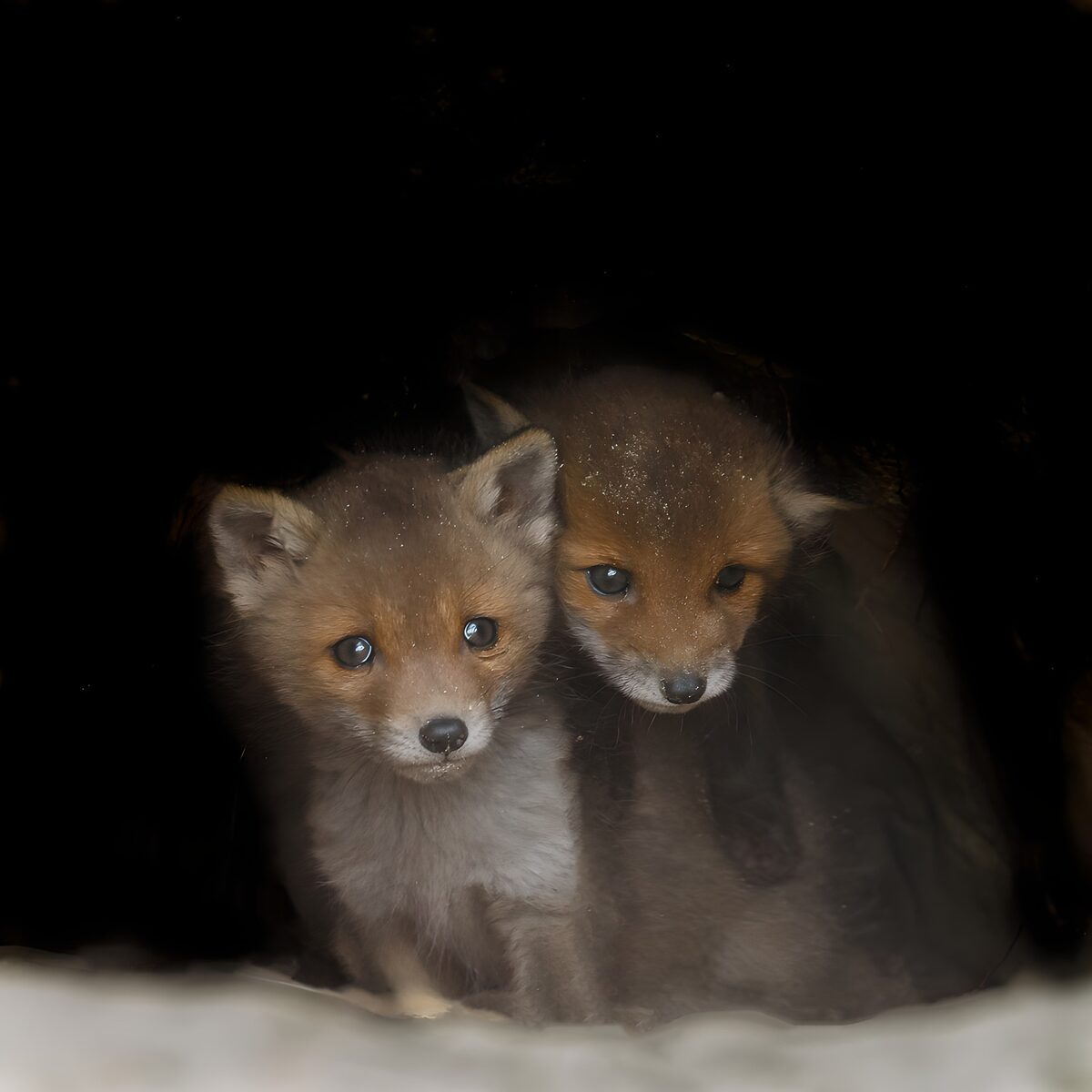 Twee vossenwelpen in de schaduw