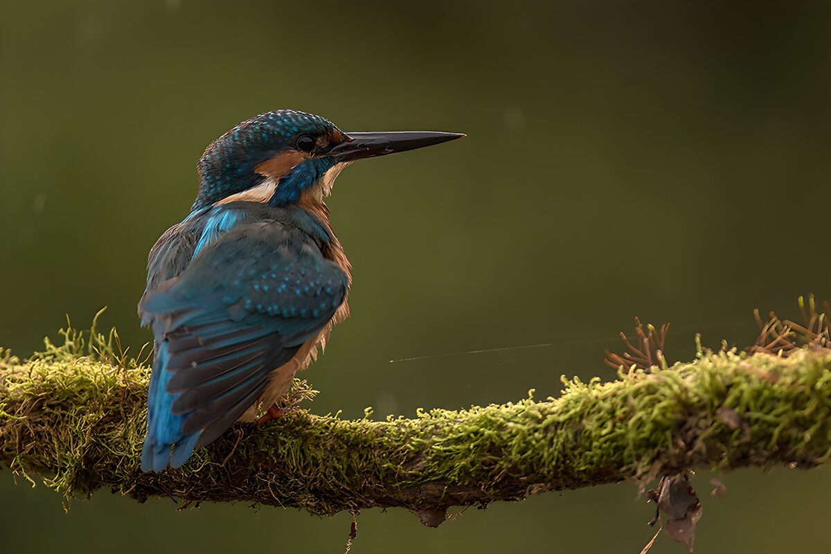 Een blauwe stilte op mos
