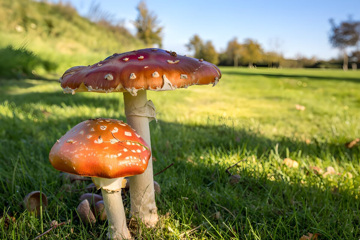 Twee vliegenzwammen in het gras