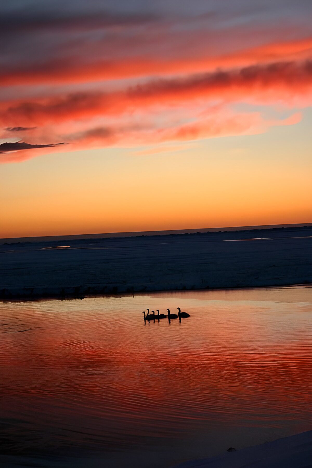 Watervogels onder een rode winterlucht