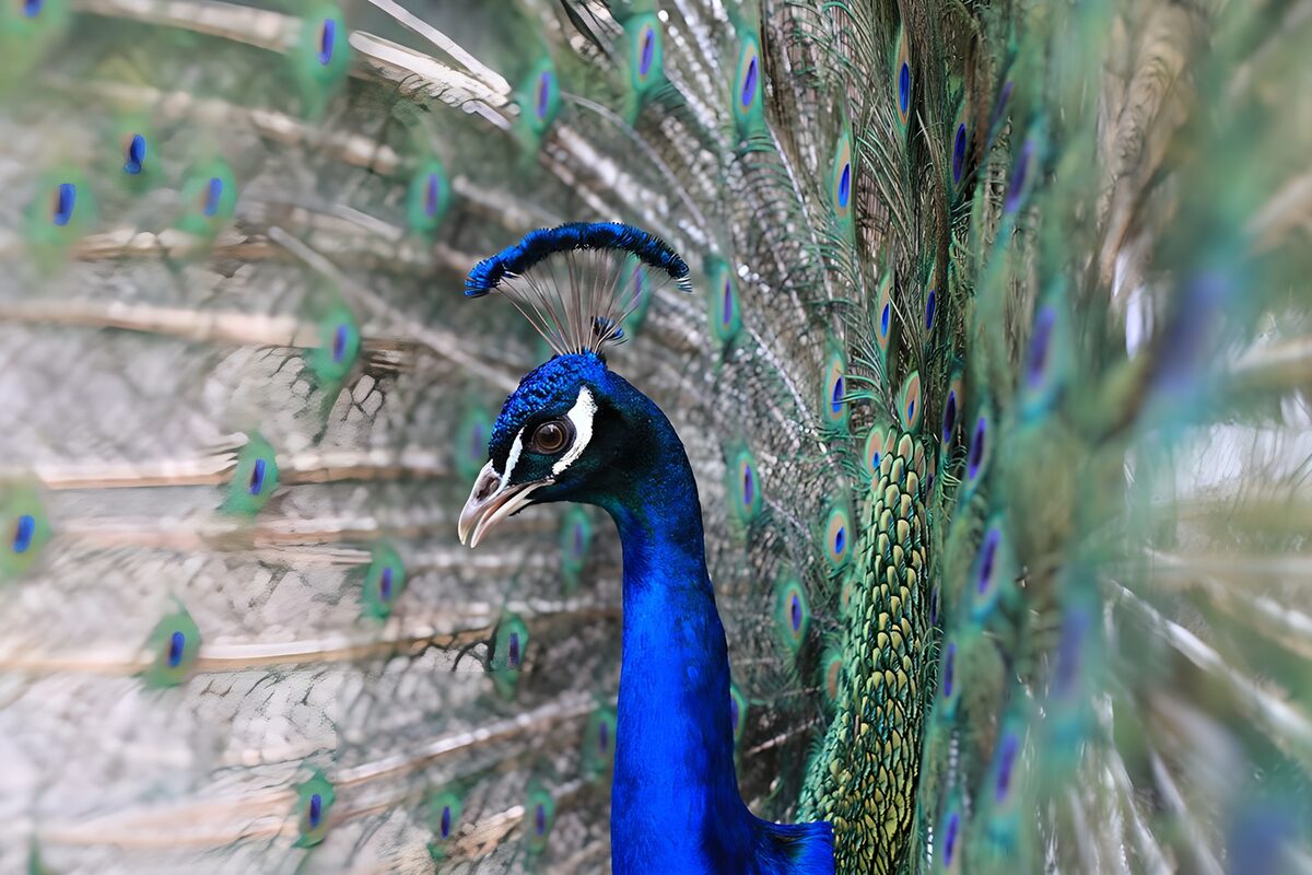 Blauwe pauw met open verenwaaier