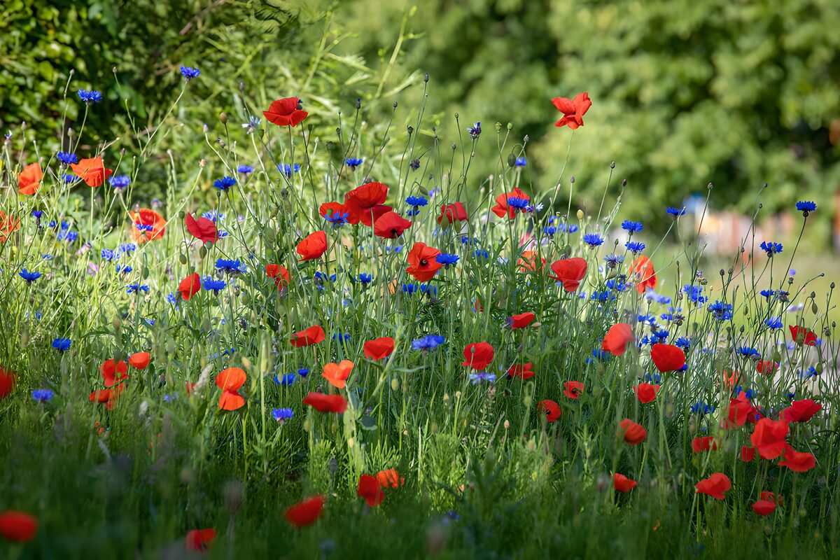 Rode klaprozen en blauwe korenbloemen