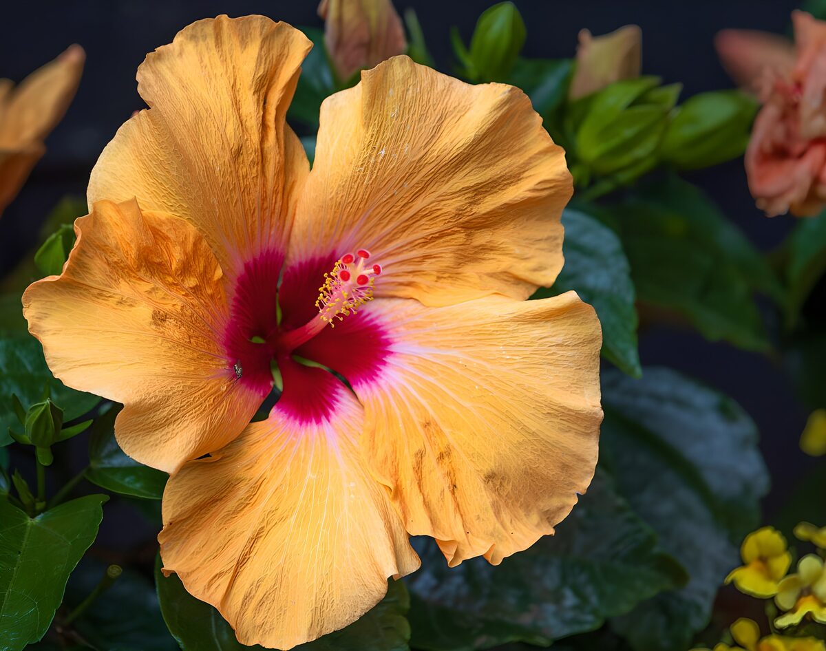 Oranje hibiscus met een roze hart