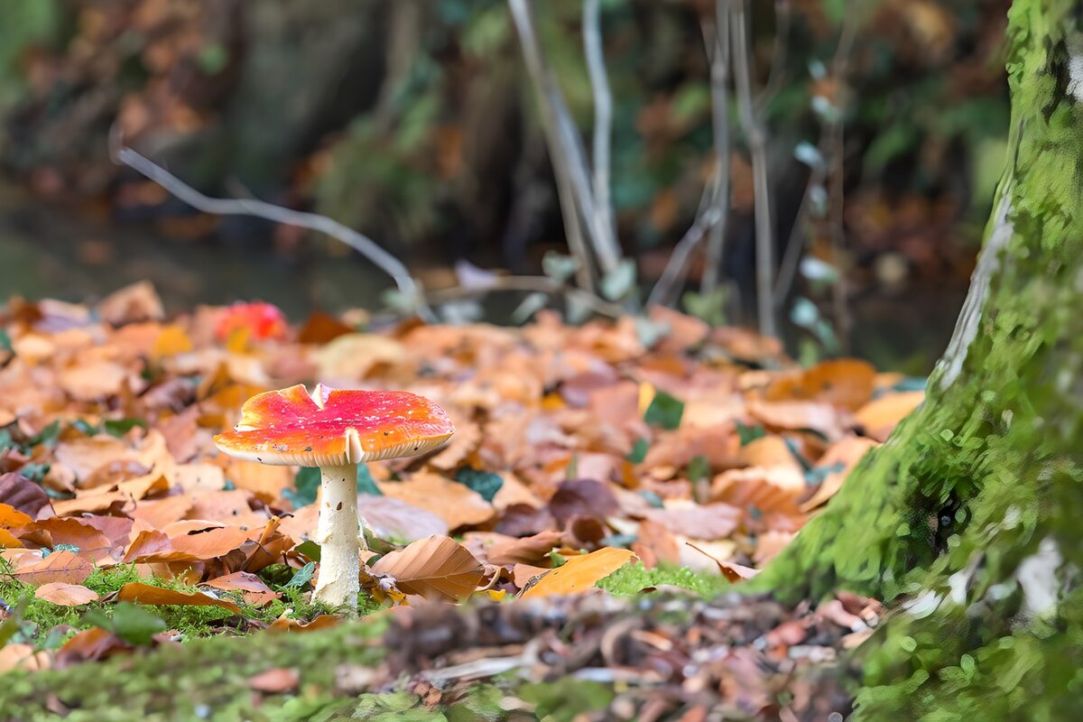 Vliegenzwam tussen herfstbladeren